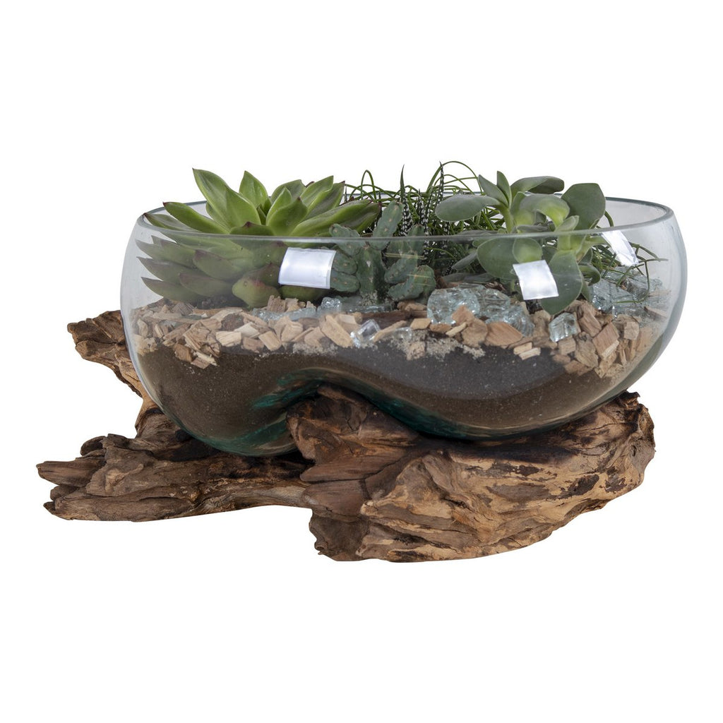 Terrarium goutte San Marino – Grand format, teck & verre naturel